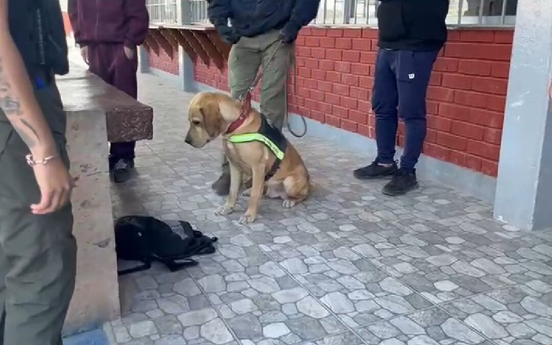 Marihuana hallada en mochila de estudiantes en CBTIS 156 de Torreón tras amenaza