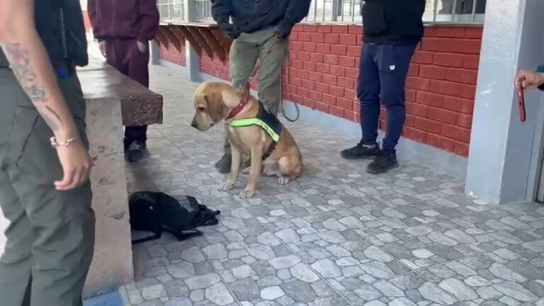 Marihuana hallada en mochila de estudiantes en CBTIS 156 de Torreón tras amenaza