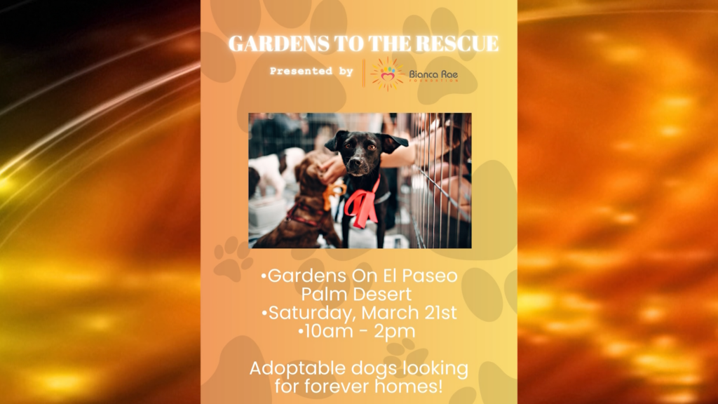 ¿Buscas Adoptar? Este Evento Podría Cambiar Tu Vida