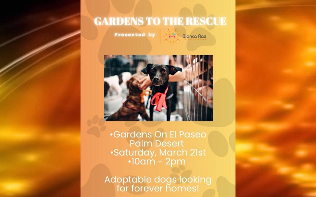 ¿Buscas adoptar? Este evento podría cambiar tu vida