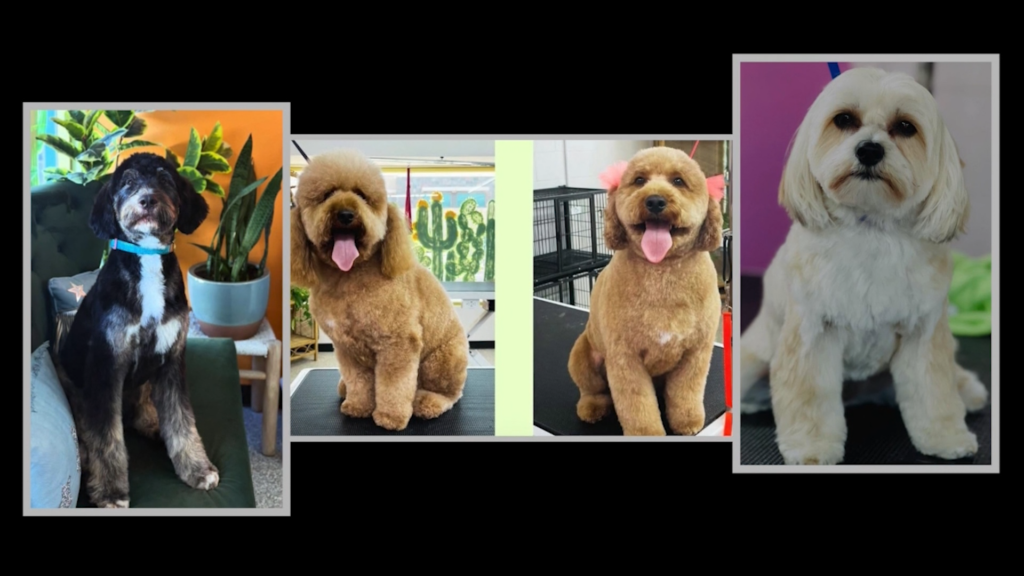 Palm Desert: Negocio Local Ofrece Grooming Gratuito A Perros Rescatados Y Ayuda A Aumentar Adopciones En El Valle De Coachella