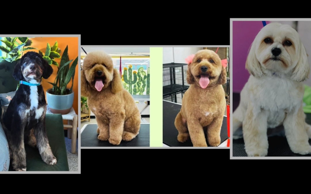 Palm Desert: negocio local ofrece grooming gratuito a perros rescatados y ayuda a aumentar adopciones en el Valle de Coachella