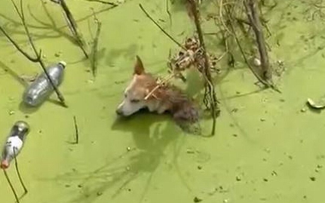 Rescate heroico de un perrito atrapado en canal de agua contaminada en Guadalajara