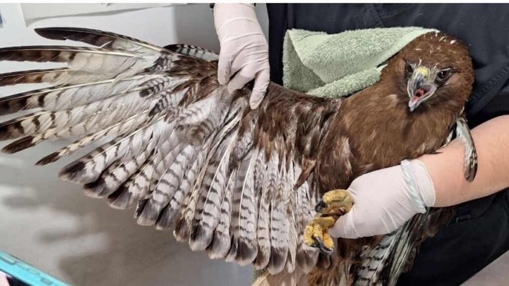 Impactante Rescate De Halcón En Escobedo, Nuevo León: ¡Vea Su Viaje A La Uma!