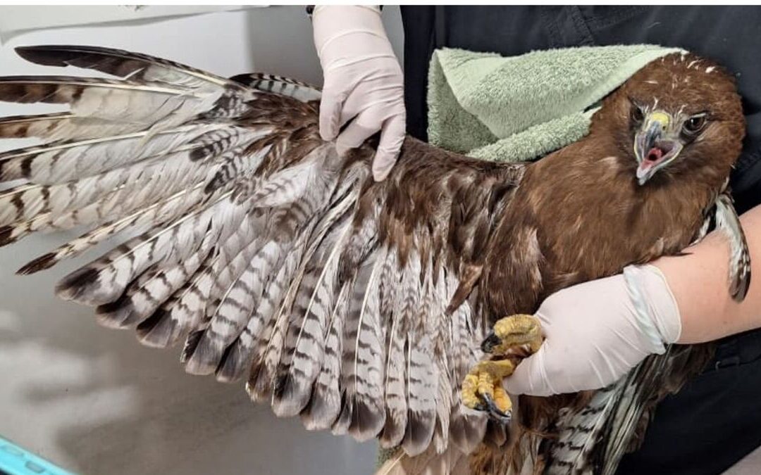 Impactante Rescate de Halcón en Escobedo, Nuevo León: ¡Vea su Viaje a la UMA!