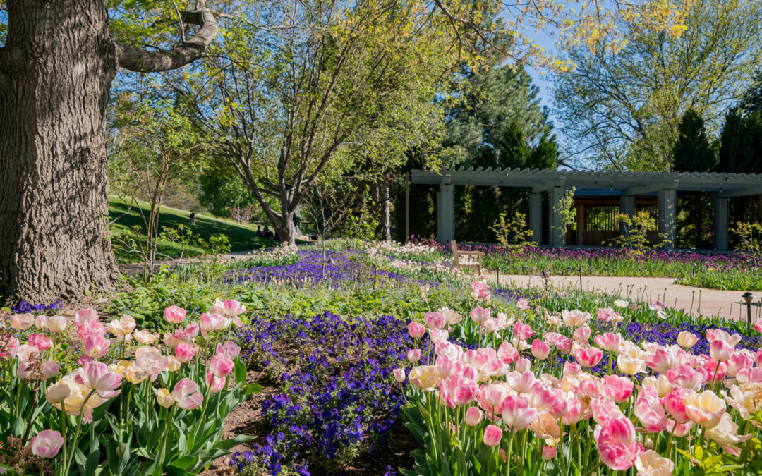 El Hongo que Amenaza las Flores en Denver Botanic Gardens