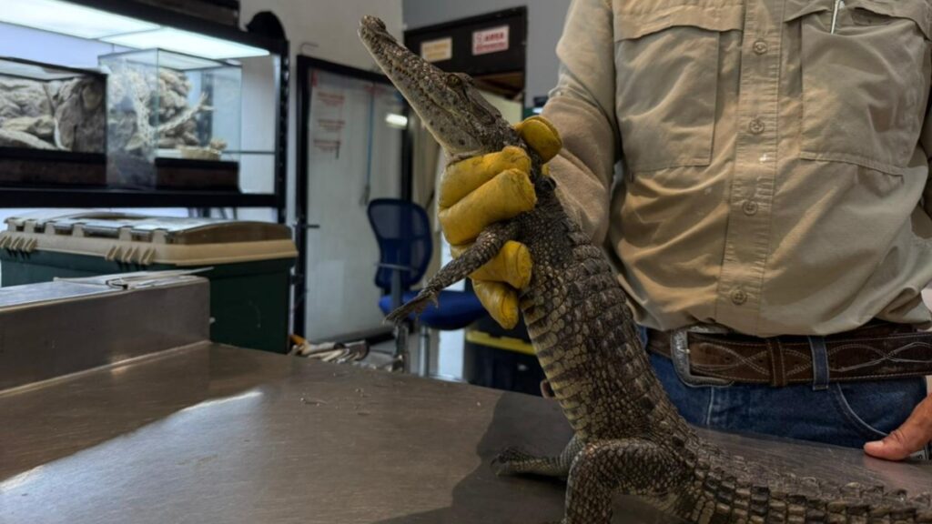 Cocodrilo Rescatado De La Presa Palo Blanco Encuentra Nuevo Hogar En El Museo Del Desierto - Noticias Notivalle Cocodrilo Rescatado De La Presa Palo Blanco Encuentra Nuevo Hogar En El Museo Del Desierto