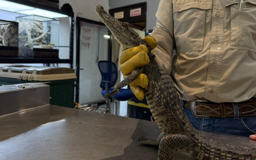 Cocodrilo Rescatado de la Presa Palo Blanco Encuentra Nuevo Hogar en el Museo del Desierto
