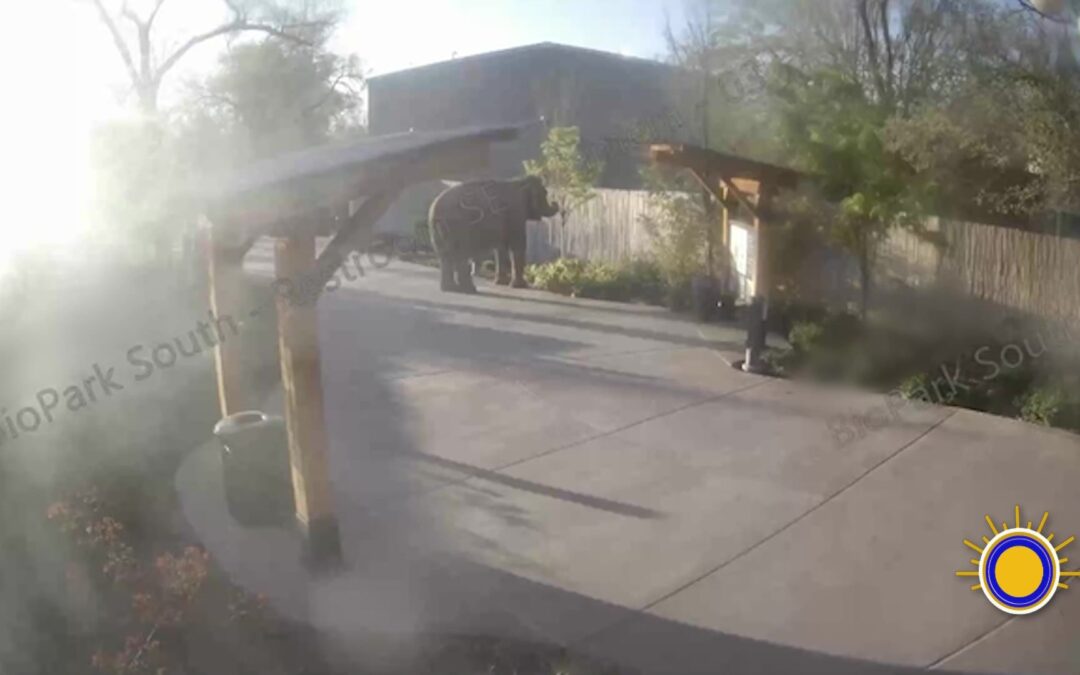 Elefante Alice se Escapa en Zoológico Local: Cómo Se Manejaron los Protocolos de Emergencia