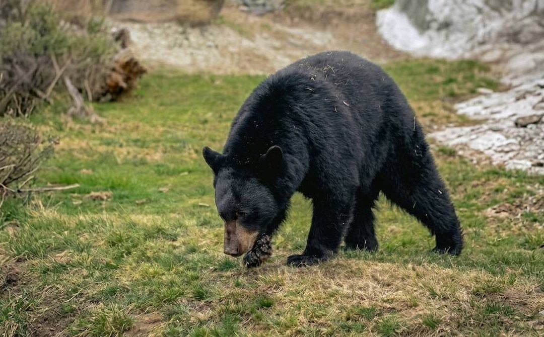 MUDE Conmemora 15 Años de Rescate de los Osos ‘Capi’ y ‘Camila’ de Incendios en Coahuila