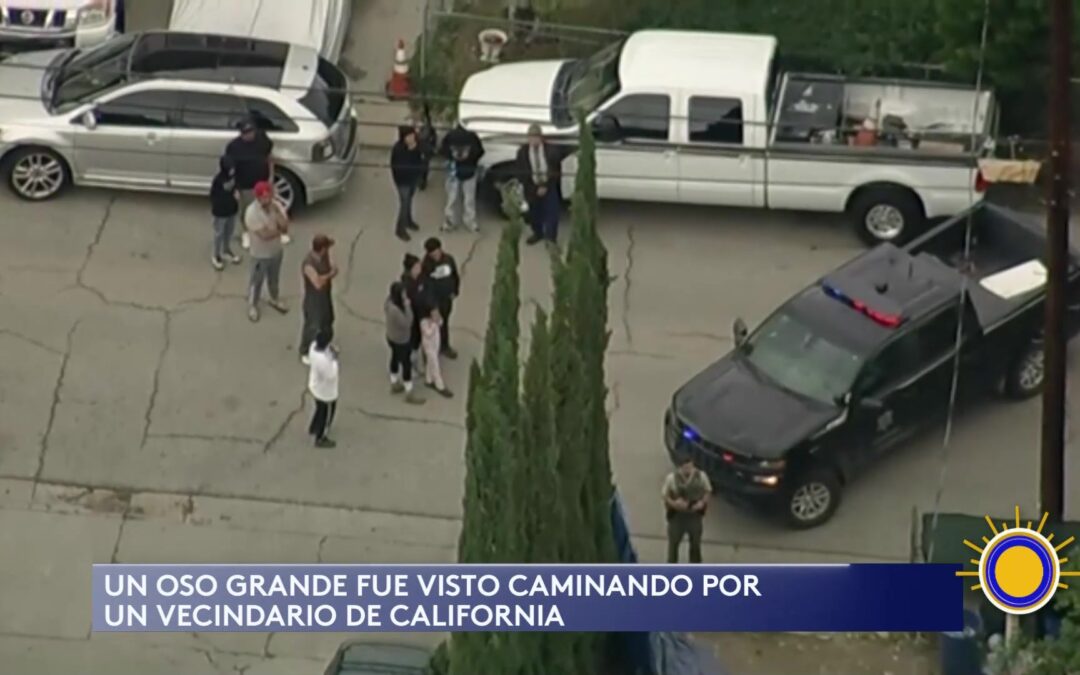 Oso Avistado en California Genera Preocupación en Vecindarios Residentes