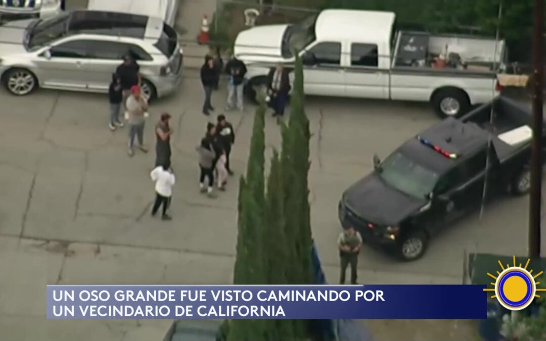 Osos en California: Incremento de Encuentros en Vecindarios y Medidas de Seguridad