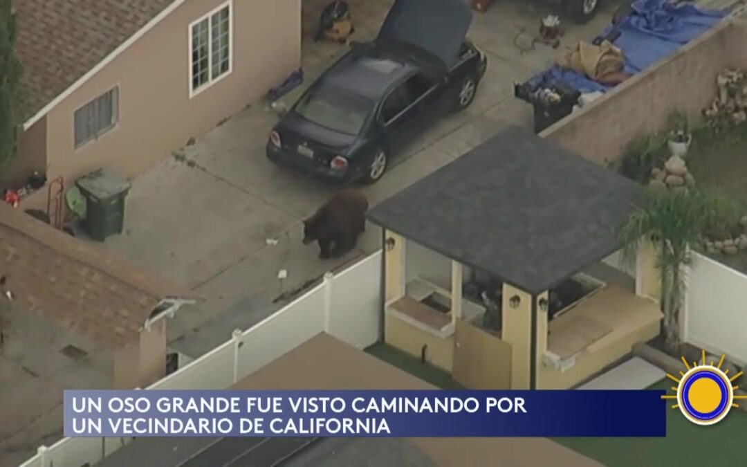 Impactante Encuentro con Oso Negro en Vecindario de California: Seguridad y Naturaleza en Conflicto