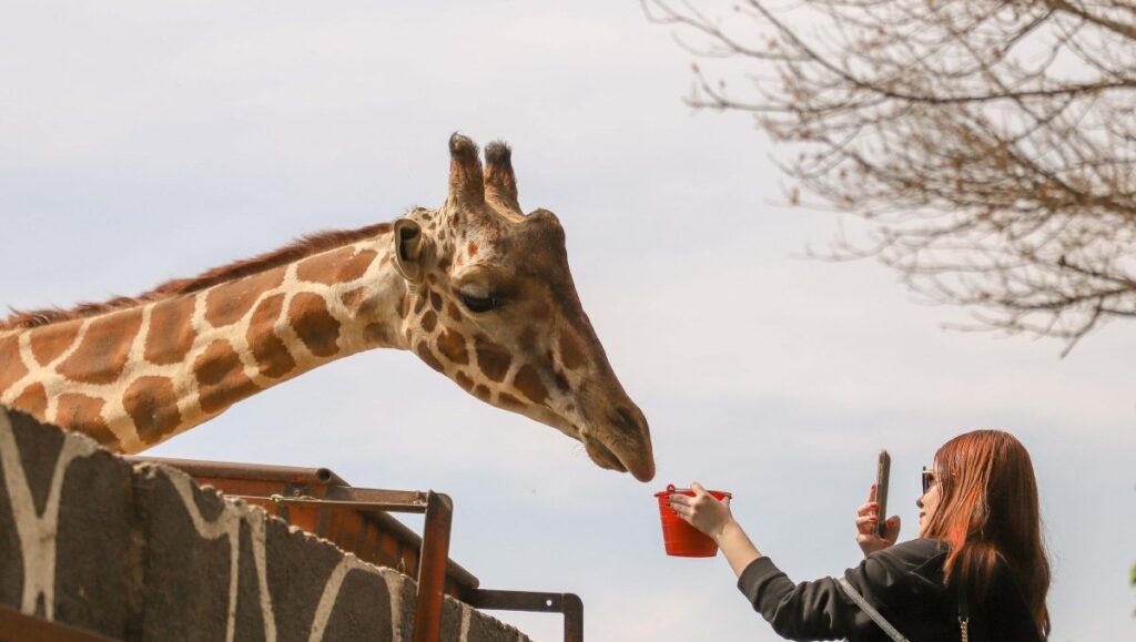 Descubre El Costo De La Entrada Al Zoológico De Querétaro