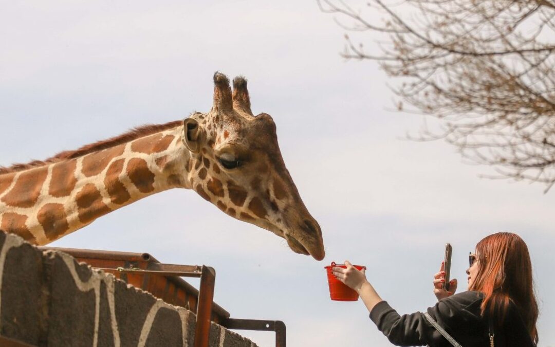 Descubre el Costo de la Entrada al Zoológico de Querétaro