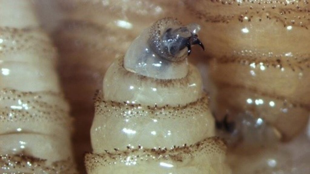 Jalisco Lidera Con Innovador Sistema De Trampeo Para Proteger Al Ganado Del Gusano Barrenador