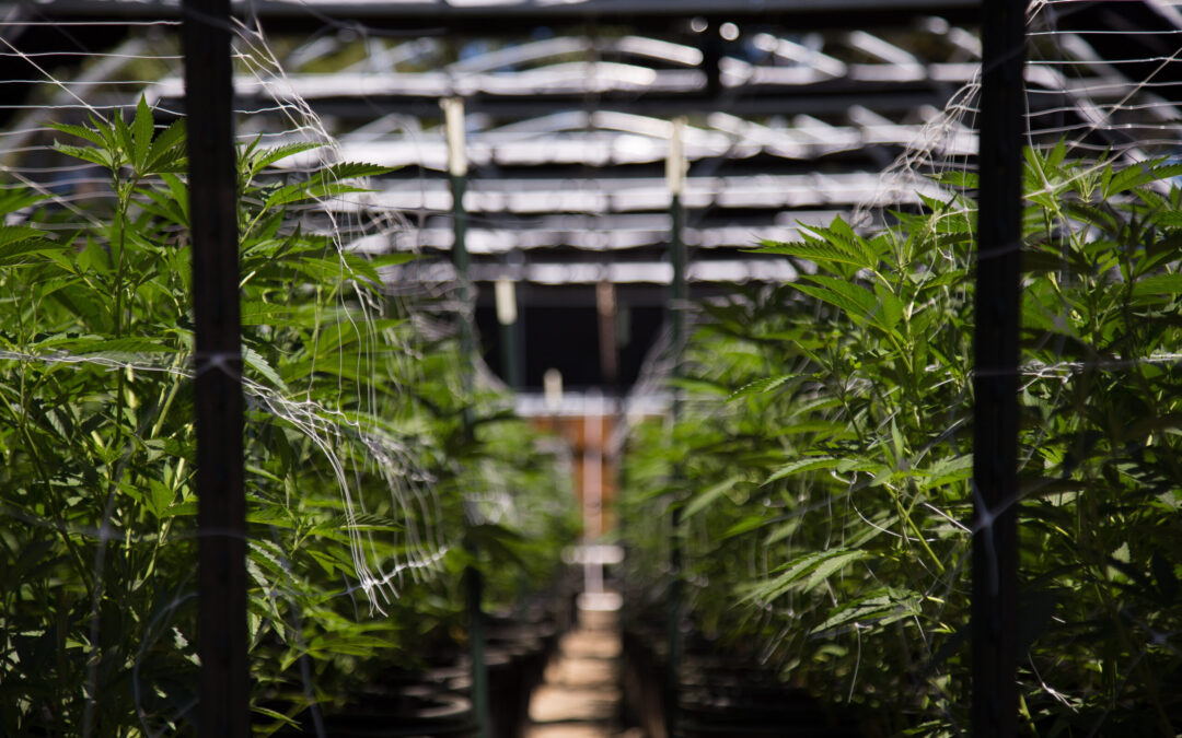 Massachusetts Implementa Cambios Importantes en la Regulación de la Marihuana