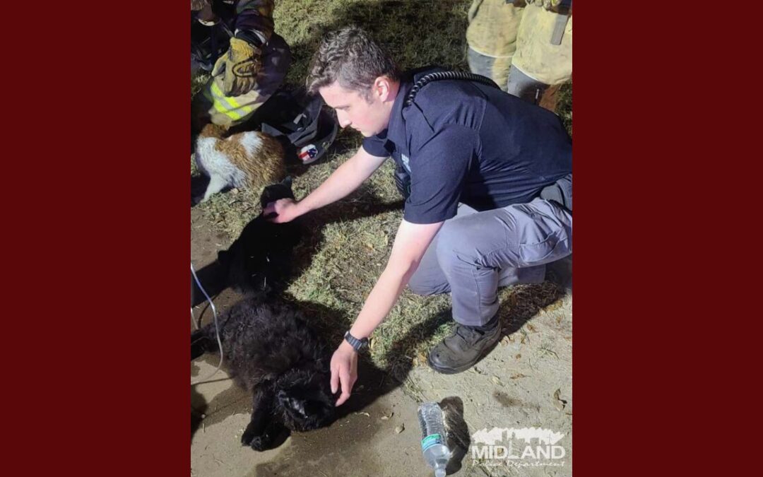 Valiente voluntario en Midland salva gatos de incendio doméstico