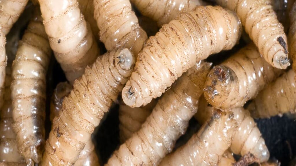 Situación De Gusano Barrenador Empeora En Guanajuato Con 11 Casos Reportados