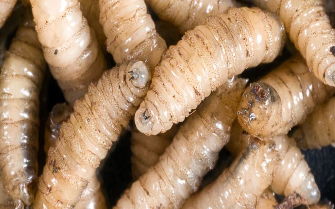 Situación de gusano barrenador empeora en Guanajuato con 11 casos reportados