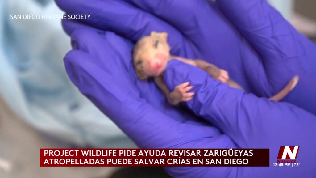 Rescate De Sarigüeyas En San Diego: Un Llamado Urgente Para La Conservación - Noticias Notivalle Rescate De Sarigüeyas En San Diego: Un Llamado Urgente Para La Conservación