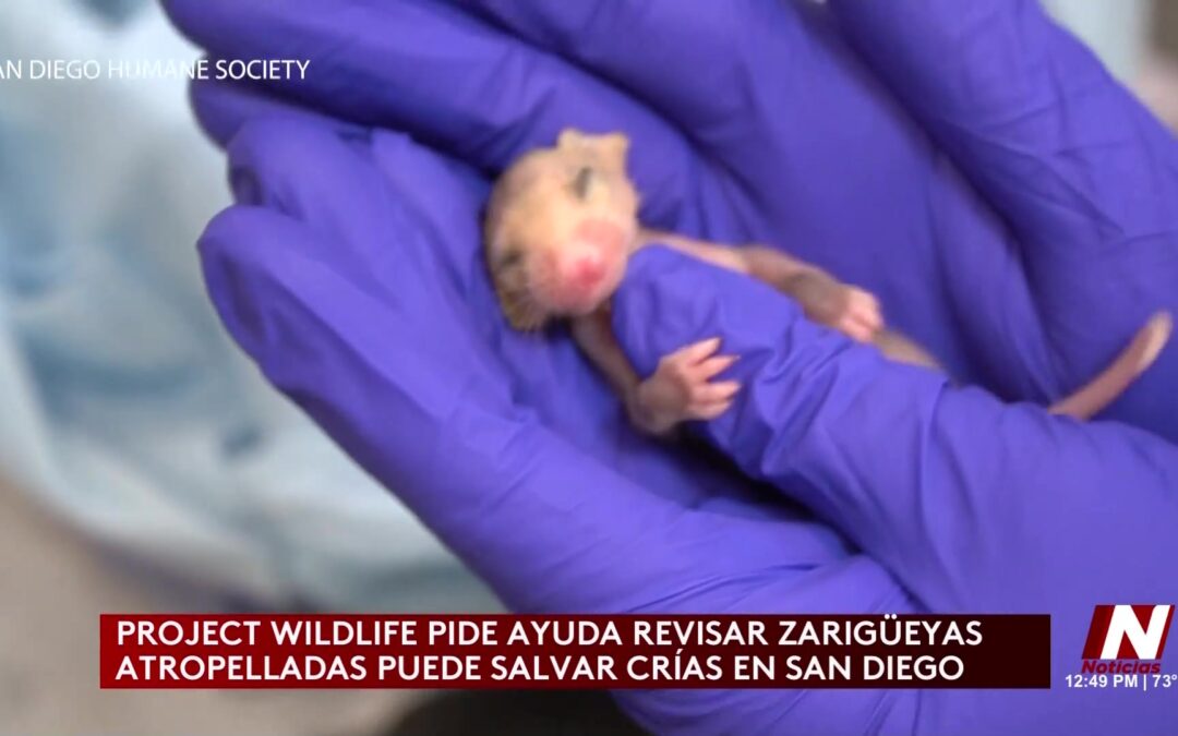 Rescate de Sarigüeyas en San Diego: Un Llamado Urgente para la Conservación
