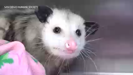 Zarigüeyas Atropelladas en San Diego: Un Llamado Urgente Durante la Temporada de Crías