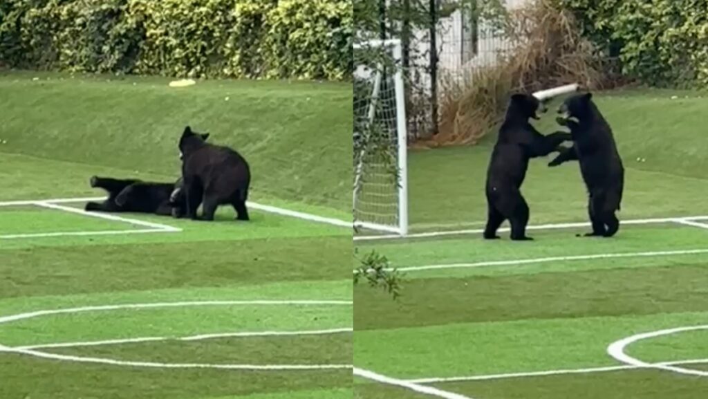 Sorprende Visión De Ositos Jugando Fútbol En Santa Catarina, Nuevo León - Noticias Notivalle Sorprende Visión De Ositos Jugando Fútbol En Santa Catarina, Nuevo León