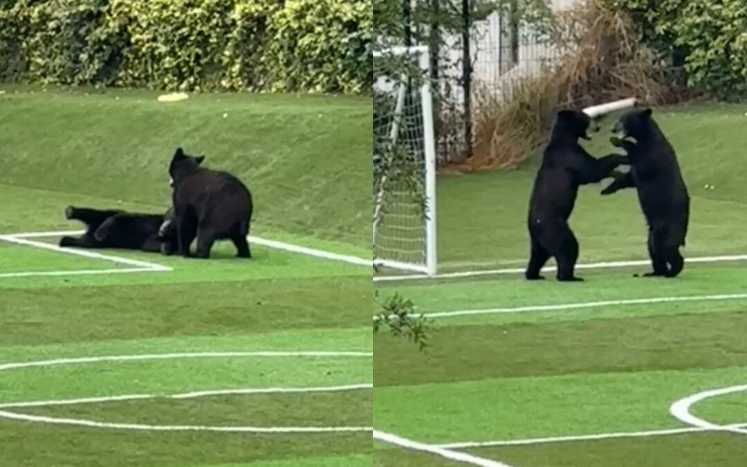 Sorprende Visión de Ositos Jugando Fútbol en Santa Catarina, Nuevo León
