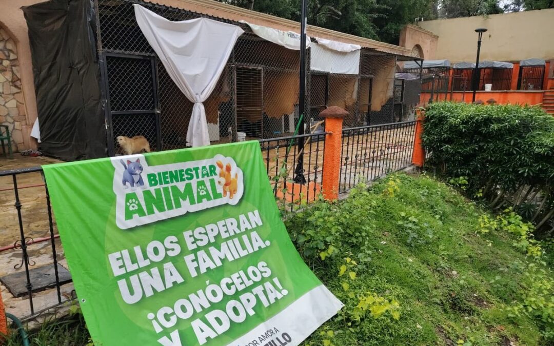 Parque Urdiñola en Saltillo: ¡Descubre el nuevo espacio Pet Friendly!