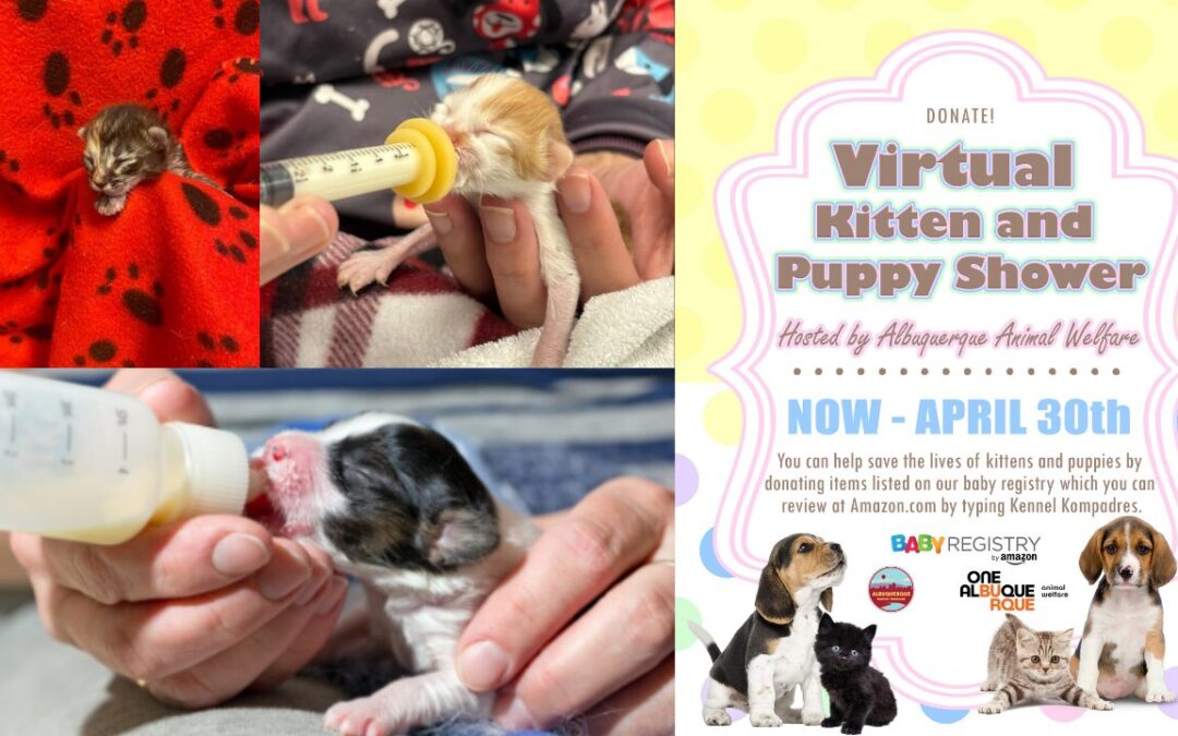 Albuquerque lanza campaña para ayudar a cachorros huérfanos este verano