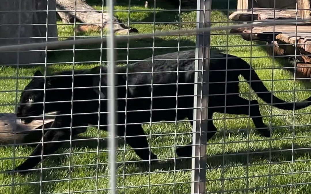Onyx, el Leopardo Negro Rescatado, Celebra un Nuevo Comienzo en Santuario Animal de San Diego