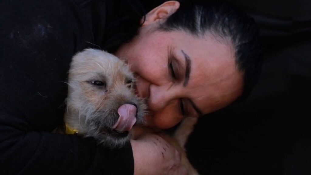 Cómo Buenos Chicos Rescató Más De 3,000 Vidas En Honor A Canelo