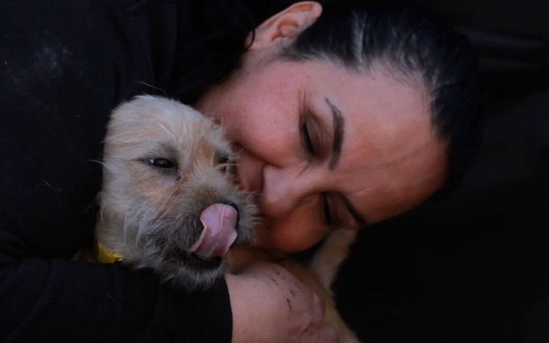 Cómo Buenos Chicos Rescató Más de 3,000 Vidas en Honor a Canelo
