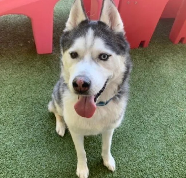 Desaparición en Aurora: Cuidador se lleva perro y auto de militar