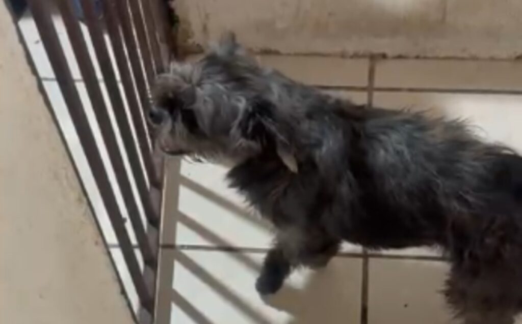 Aumento De Violencia Con Rifles De Postas Alarma A El Salto