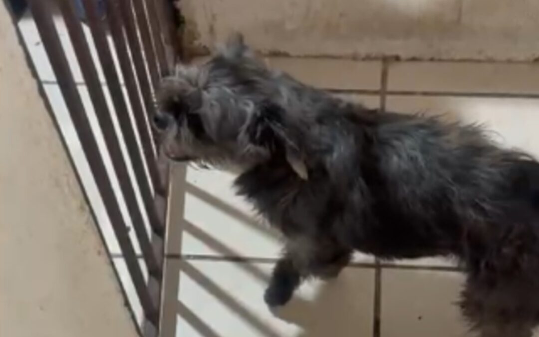 Aumento de Violencia con Rifles de Postas Alarma a El Salto