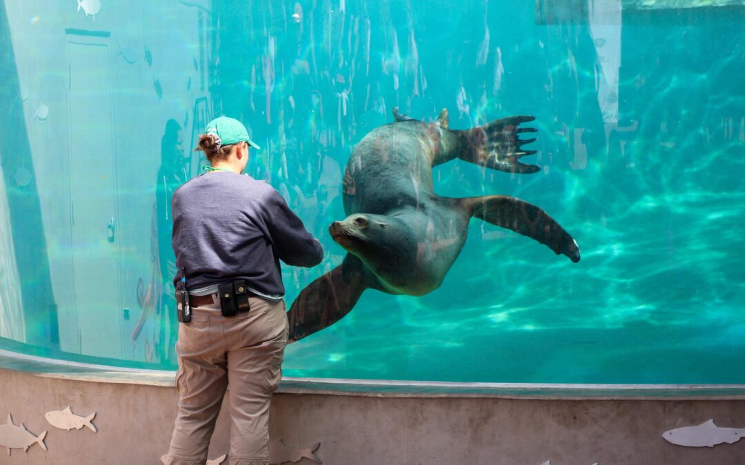 Zoológico de Denver y Contratista en Disputa por $800,000 en el Hábitat de Leones Marinos
