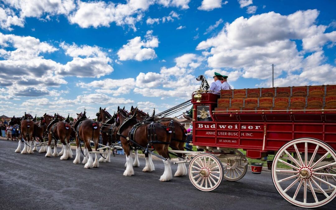 Clydesdales de Budweiser Encantan a la Comunidad en Fort Concho, San Angelo