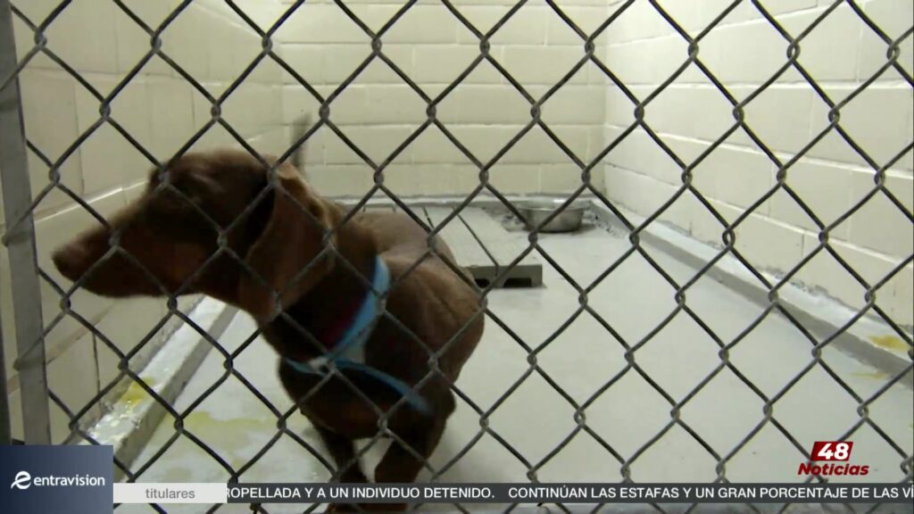 Carrera 5K ‘Run For Paradise’ En La Grulla: Comunidad Y Altruismo En El Sur De Texas