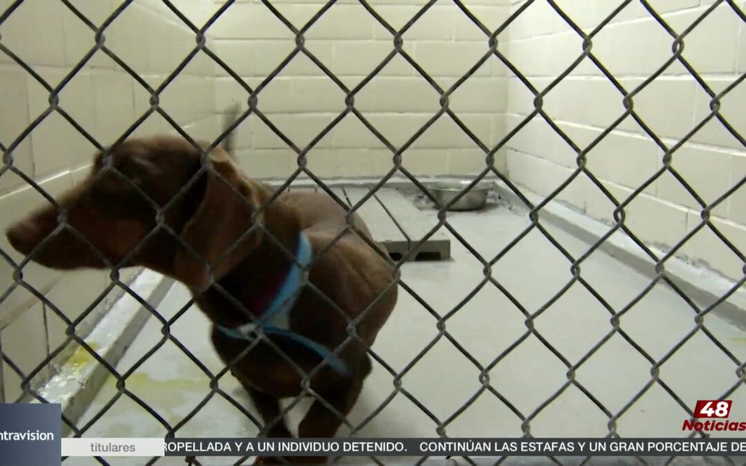 Carrera 5K ‘Run for Paradise’ en La Grulla: Comunidad y Altruismo en el Sur de Texas