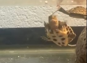 Tortugas en Peligro Crítico Nacen en el Downtown Aquarium de Denver