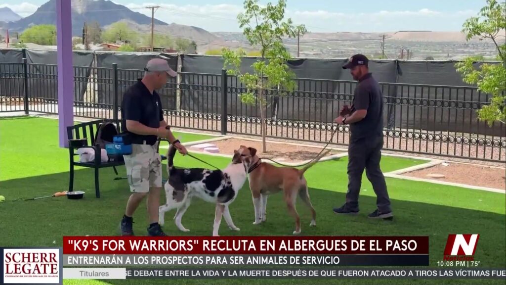 El Paso: Iniciativa Que Une A Perros Sin Hogar Y Veteranos Militares Para Apoyo Emocional