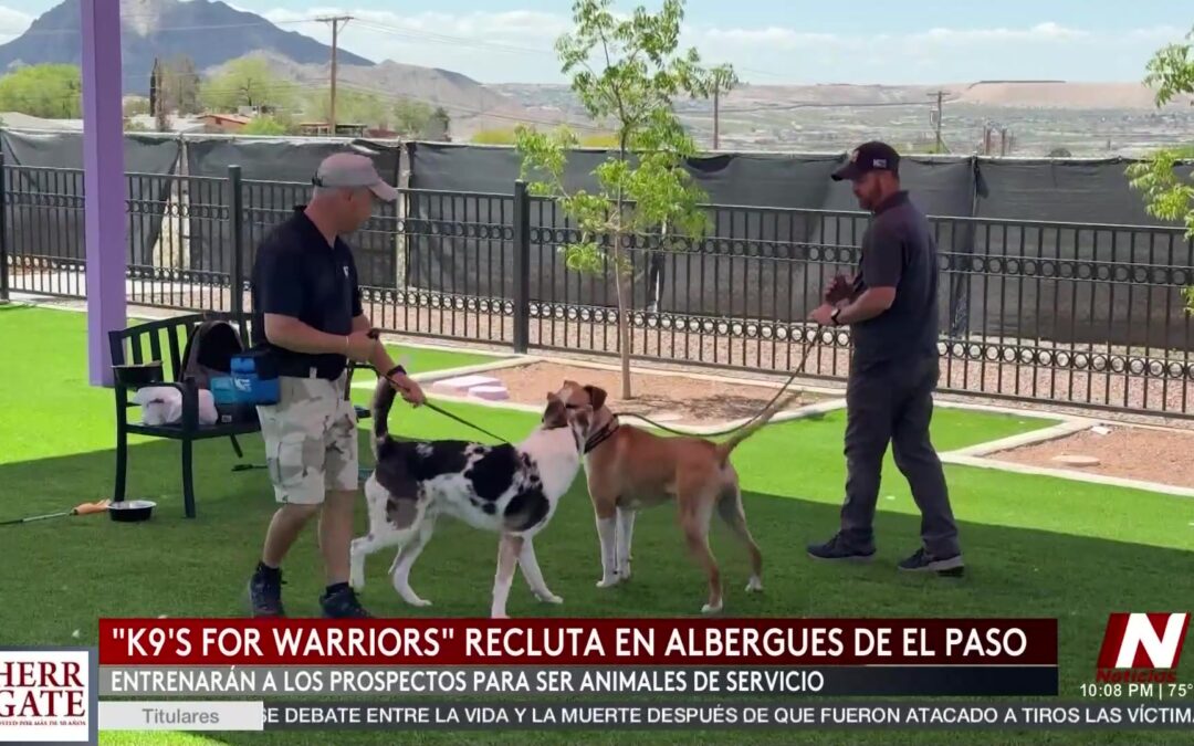 El Paso: Iniciativa que Une a Perros sin Hogar y Veteranos Militares para Apoyo Emocional