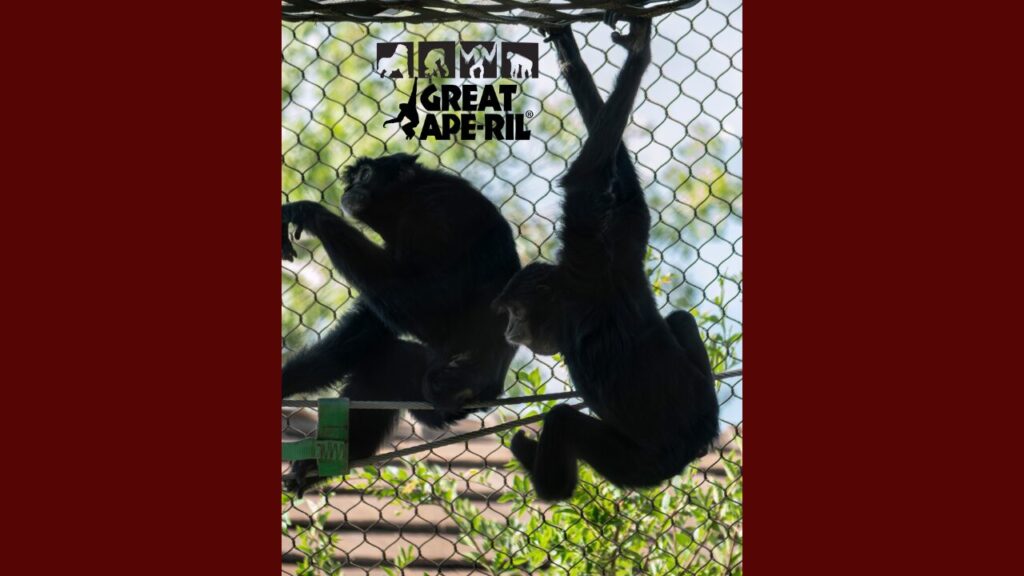 Abq Biopark Celebra El Mes De 'Great Ape-Ril' Con Actividades Educativas Sobre Primates - Noticias Notivalle Abq Biopark Celebra El Mes De ‘Great Ape-Ril’ Con Actividades Educativas Sobre Primates