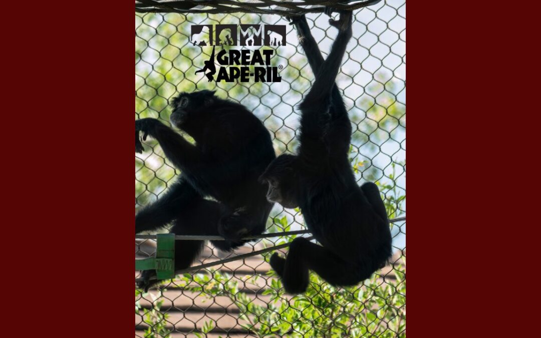ABQ BioPark celebra el mes de ‘Great Ape-ril’ con actividades educativas sobre primates