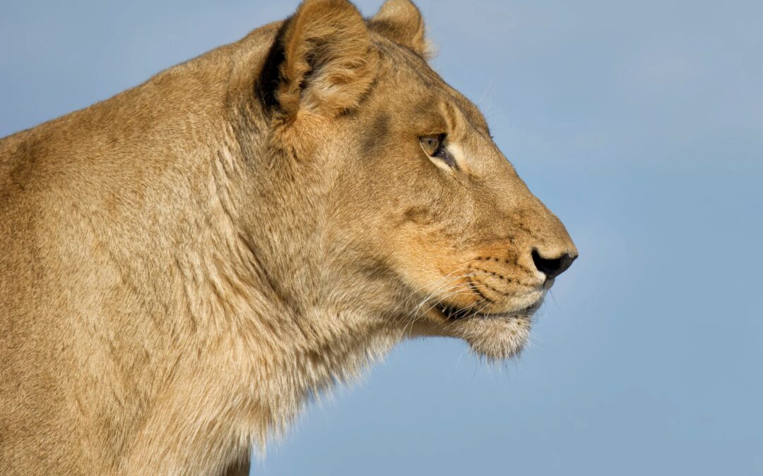 El Adiós a Jillian: La Leona Africana del Santuario de San Diego