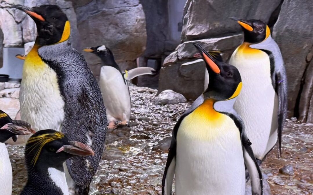 Oficiales del Departamento de Policía de Albuquerque Lideran Actividad Comunitaria en el ABQ BioPark