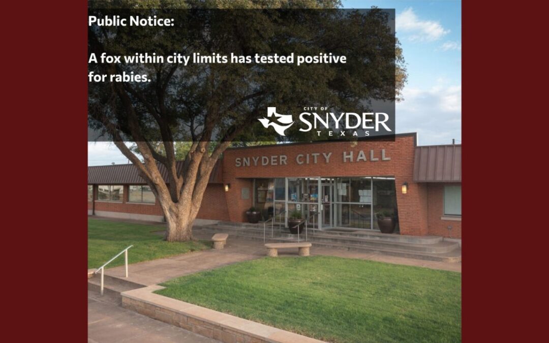 Alerta de Rabia en Snyder, Texas: Caso de Zorro Infectado Genera Precauciones