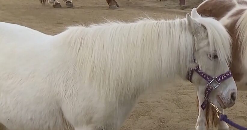 Terapia Ecuestre Revoluciona la Educación Especial en Reno con Annie